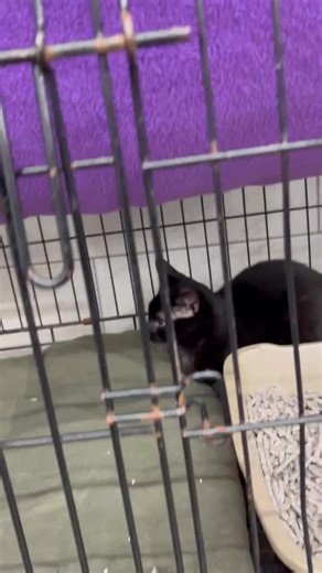 Adoption Event starts tomorrow at Panorama Petsmart! Please share! Sharing saves lives❤️Liking a post doesn’t😞 Here is a sneak peek at our adorable kitties available for adoption! 🐶PLEASE NOTE: There will not be dogs at this event this weekend. There was not enough space to bring dogs. If you are interested in adopting a dog, please come to the Langley Petsmart the very next weekend Friday, Saturday, and Sunday which will be mostly dogs. | Embrace a Discarded Animal Society