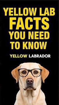 YELLOW LAB VIDEOS 💛 The TRUTH About Owning Yellow Labrador Retrievers! Pros & Cons & Puppy Training
