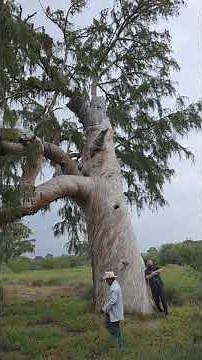 1,500 year old Cypress Tree in San Luis Potosí, Mexico