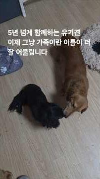 5년 넘게 함께한 유기견들 이제 가족이라는 이름이 더 잘 어울립니다. 한국동물구조복지협회 동행케어입양센터 멍멍이삼촌 멍멍이삼촌과동행 dog pet welsh Corgi 학대견구조