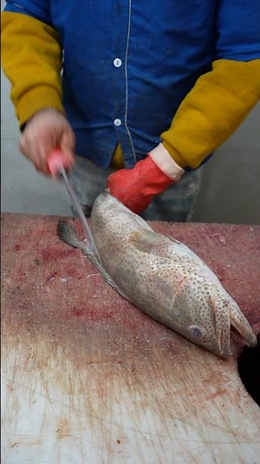 How to Fillet Gag Grouper