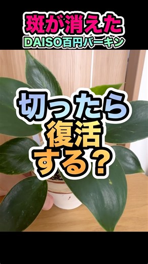 復活するか？【斑が消えた百均バーキン】#バーキン #フィロデンドロンバーキン #斑入り植物 #斑入り #観葉植物 #観葉植物初心者 #百均植物 #ダイソー植物 #植物のある暮らし #先祖返り