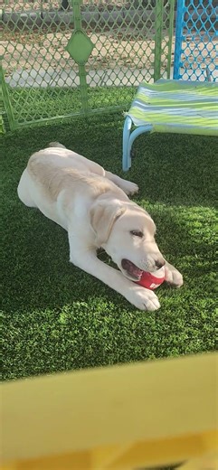 *Major* started AKC LAB PUPPY for sale