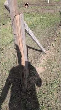 Do you plant squash directly on the ground or on mounds?