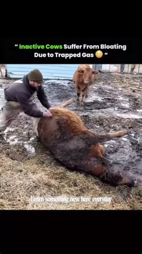 GET WISER NOW ⚡ | Science • History • Nature Facts 🌍 on Instagram: "Woah! This is why inactive cows suffer from bloating! 🤯 When a cow spends too much time lying down or isn't moving enough, they can accumulate a painful amount of gas in their rumen—the largest compartment of their stomach. This condition is known as bloat, and it's basically a life-threatening pressure cooker in their belly! 😱 The gas needs to be released immediately, often requiring a farmer or vet to intervene. It’s a cruc