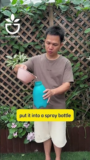 If your roses have red spider mites, here’s a simple trick to get rid of them easily! #planttips