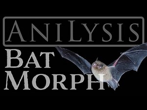 AniLysis #28 | Bat Morph