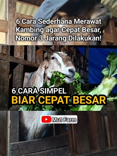 6 Cara Sederhana Merawat Kambing agar Cepat Besar