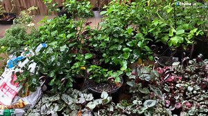 4.4K views · 25 reactions | FLOODING! Andrew sent us this video of his backyard filled with water in Northwest Austin off Far West and Mopac. Send us your weather videos here: cbsaustin.com/chimein | CBS Austin | Facebook