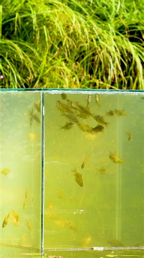 34K views · 159 reactions | Aquarium above water | Science, Tech and Universe | Facebook