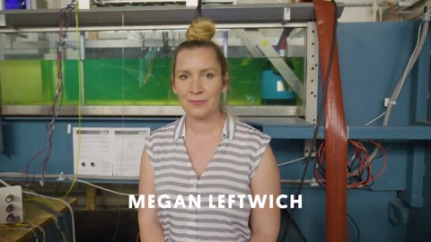 Sea lions inspire engineering innovations in underwater robotics