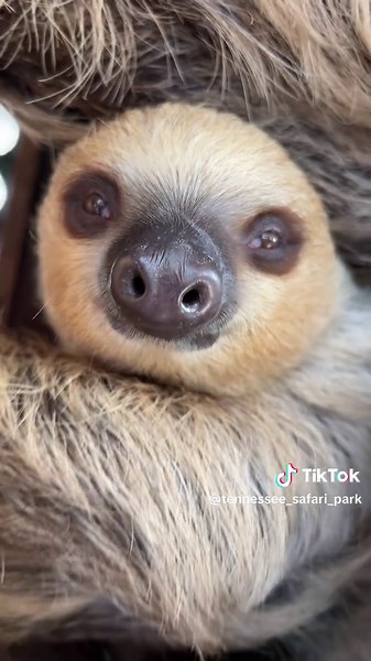 Tennessee Safari Park on TikTok