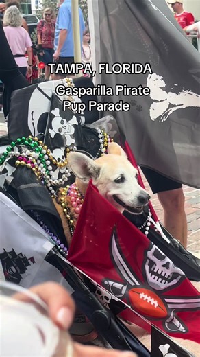 Gasparilla Themed Puppy Parade in Tampa