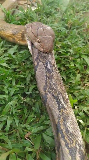 King cobra makan ular python