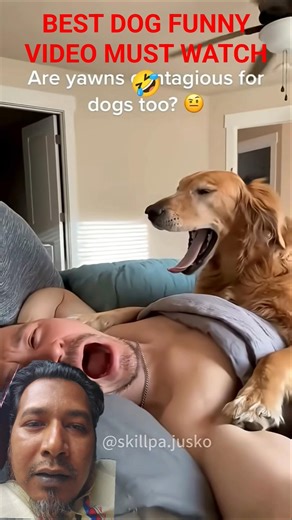 Best Dog Funny Video Must Watch🤣#dogfunnyvideos #dogprankvideo #animallove #funny #funniestvideo