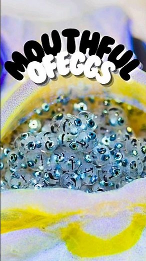 Inside the Mouth of a Jawfish: Nature's Most Surprising Nursery #jawfish #animals #marinelife