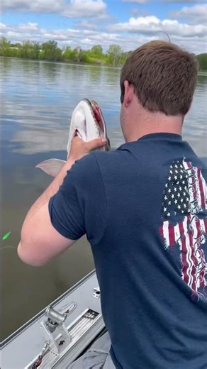 Musky season 2025 had the best start ever!#muskyfishing #musky #fishing #greenbay