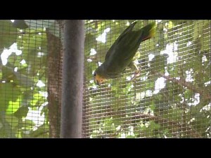 Invasive Alien Species - Confronting the threat