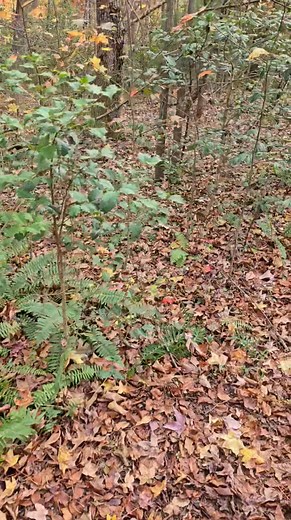 Walk in the woods Christmas ferns Native Hosta protection Creating Inspiring Gardening without the rules! | The Garden Frog Gal