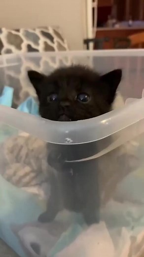 187K views · 8.1K reactions | I Have Been Waiting All Day—- No One Said A Simple Hello #Credit @videoswithpets | Cutest Animals in the World | Facebook