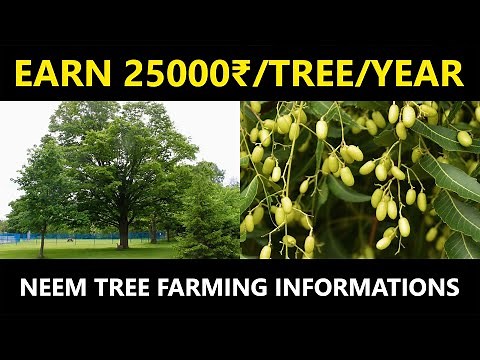 Neem Tree Farming | Agricultural and Health Benefits of Neem Tree