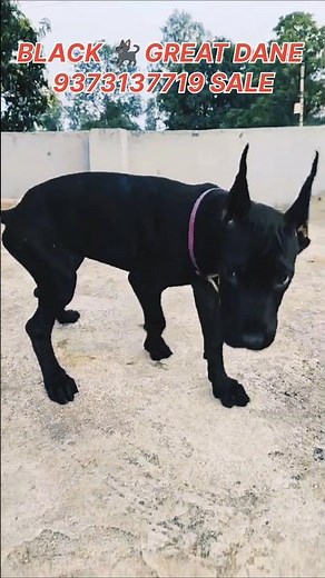 🖤🐶 Black Great Dane Puppy For Sale – Urgent! 🔥Top Quality Giant Breed | Healthy & Active |