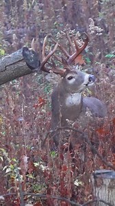 102K views · 2.7K reactions | A Giant at five yards. Grim Reaper, through the heart. Deer season is around the corner!! Headed to Bass pro now!! | Relentless Pursuit | Facebook