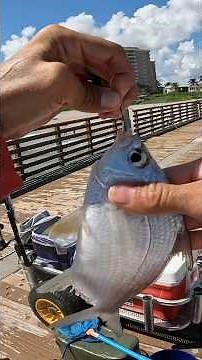How to catch the best snook bait in Juno pier!