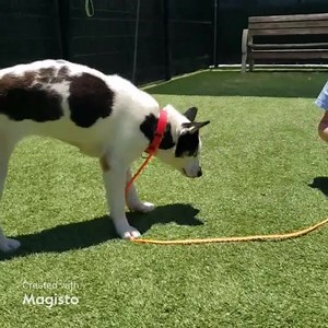 Happy update, Cora has been rescued 7/16/23😊 Playgroup superstar Cora is available for adoption or rescue. Clinic has taken x-rays (in comments) and stated she has hip dysplasia. This could limit potential adopters. Cora needs to see a specialist to confirm and determine next course of action for this gentle girl. She is listed as HIGH RISK!!! A1817248 Cora Comments: Hip Dysplasia, Ataxia Status: MEDICAL Intake Type: RETURN Kennel: 527 Sex: Spayed Female Age: 2Y Weight: 32.00 Lbs Breed: Siberia