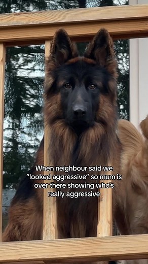 Golden Retriever Tiger Mom Showcase with German Shepherd