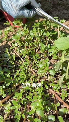나물 쇠비름 (다이어트와 혈당조절에 좋고 살짝 데쳐서 무쳐먹는 나물) #나물 #나물요리 #나물무침 #나물비빔밥 #나물반찬 #봄나물