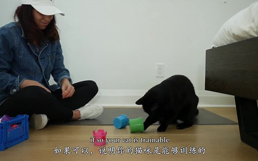 【Cat School】-你的猫咪适合训练吗？如何科学地教会猫咪各项技能增强社会化？？各项猫咪训练前期准备！！！响片训练第一集