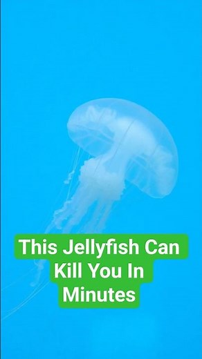 This Jellyfish Can Kill You In Minutes