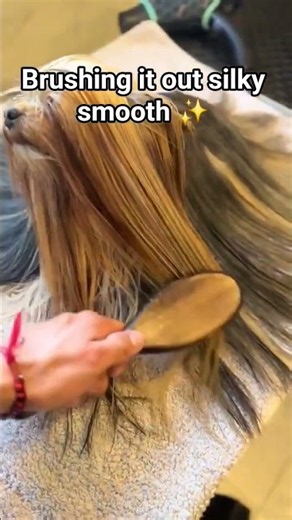 The Ultimate Guide to Yorkie Hair Maintenance #puppy #pets #yorkie #cutedog #shorts