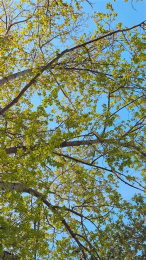 Bird Sounds & Green Leaves 🌿 | Real Nature (No Music)