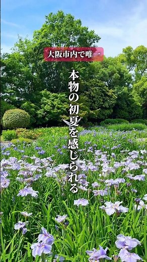 【保存必須】大阪市内で“本物の初夏”を感じられる奇跡の庭園🌿#大阪お出かけ #関西お出かけ #菖蒲 #花菖蒲 #城北公園 #旭区 #大阪ランチ #レトロ喫茶
