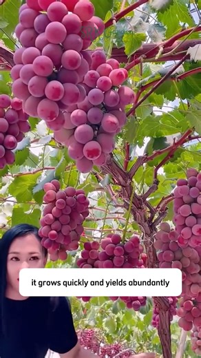 149K views · 1.1K reactions | Red Grape Vine | SRK | Facebook