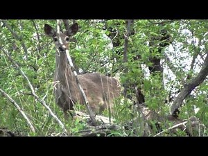 White-tailed Deer Behavior