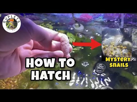 How to hatch Mystery Snail Eggs!