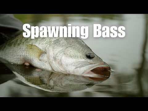 How to Catch SPAWNING Bass Like The Pros..