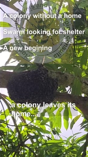 The Hidden Life of Bees 🐝 | More than Honey