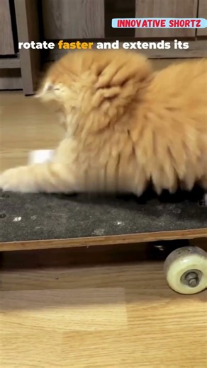 Why Do Cats Always Land on Their Feet?