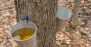 Maple syrup enhances antibiotics