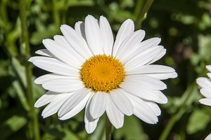 Shasta Daisies 101! (NEW Guide for 2025)