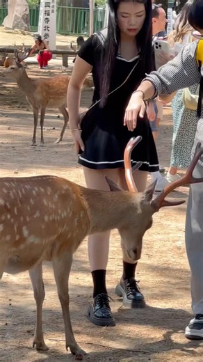 🦌 日本の女の子たちと奈良の鹿❤️ 可愛すぎる癒しの瞬間！#奈良公園 #奈良の鹿 #鹿 #NaraPark #NaraDeer #JapanTravel #Japan #日本旅行 #観光 #癒し