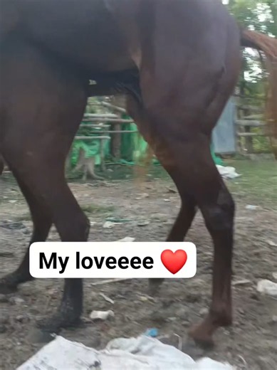 Horse intense breeding process #horses #fyp #goviral #stallion #mare #blackhorse #arabianhorse #drafthorse