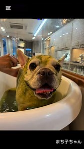 まちこちゃんꯁꯧ #パスレルフレンチ #パスレルワン #フレンチブルドッグ #frenchbulldog #passerellefrench | PasserelleFrench（フレンチブルドッグ専門店）