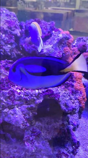 Peixe Dory no Aquário (Paracanthurus hepatus) #reef #aquarium #fish #doryfish #fishtank #saltwater