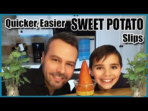 A Quicker, Easier Way to Make Your Own Sweet Potato Slips (Sprouts)