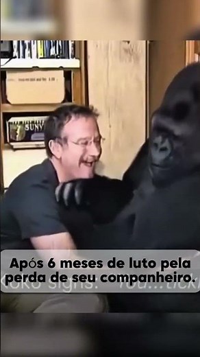 Robin Williams Fez a Gorila Koko Sorrir Pela 1ª vez após 6 Meses de Luto